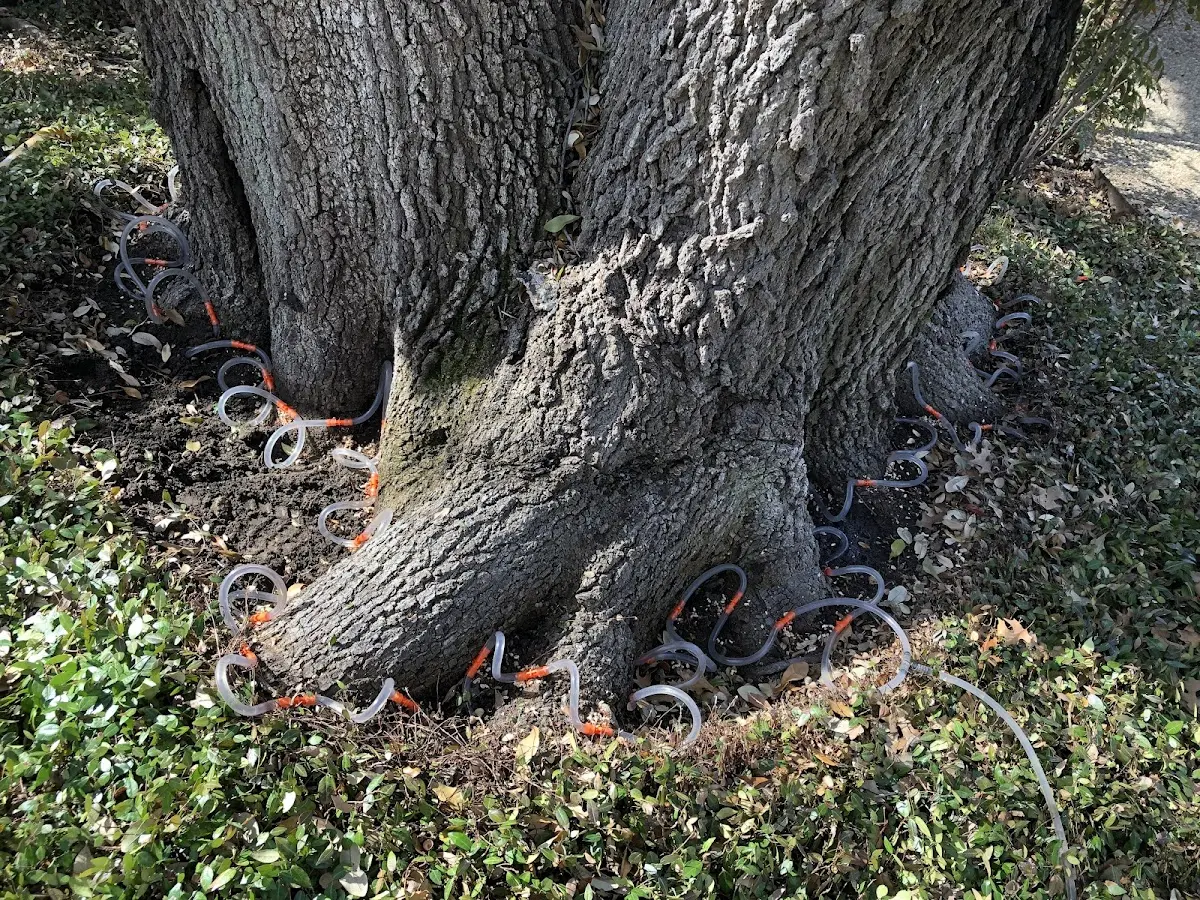 Detailed Tree Cabling and Bracing job site in Lake Peekskill